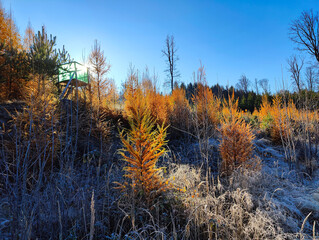 A field of tall grass covered in frost with trees in the background