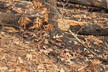 Burnt trees and vegetation, charred tree trunks and stumps after a recent forest fire.