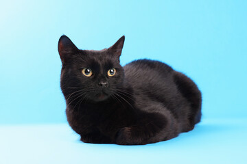 Cute black cat on light blue background