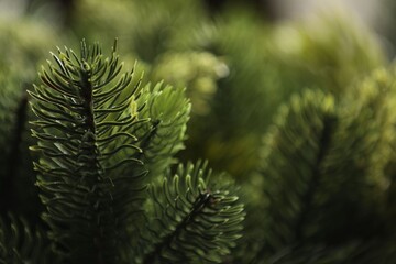 Branches of artificial Christmas tree as background, closeup