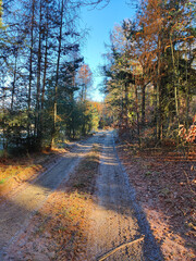 A dirt road in the middle of a wooded area with trees