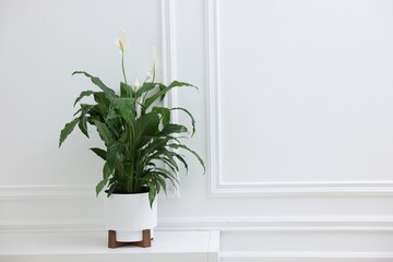 Beautiful spathiphyllum (peace lily) houseplant with flowers on table near white wall. Space for text