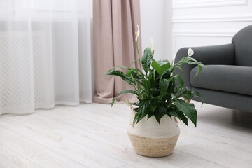 Beautiful spathiphyllum (peace lily) houseplant with flowers on floor at home. Space for text