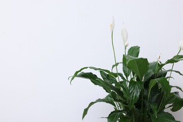 Beautiful spathiphyllum (peace lily) houseplant with flowers on white background, closeup. Space for text