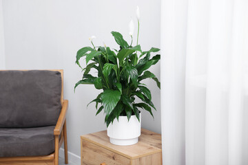 Beautiful spathiphyllum (peace lily) houseplant with flowers on wooden table at home