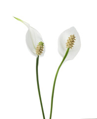 Beautiful spathiphyllum (peace lily) flowers isolated on white