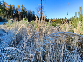 A field of tall grass covered in frost in the middle of a forest