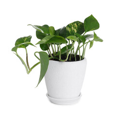 Fototapeta premium Beautiful potted golden pothos houseplant isolated on white