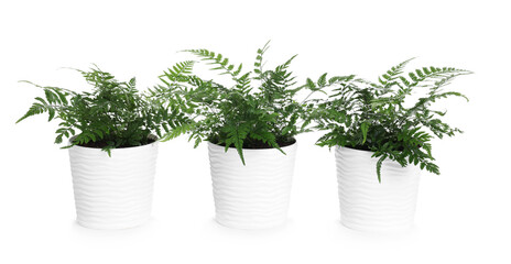 Beautiful potted fern houseplants isolated on white