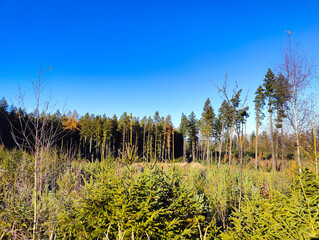 A field of tall grass and trees in the middle of a forest