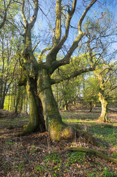 View of ancient trees with gnarled trunks and new spring foliage reach for the sky in this ground-level shot, Plavecke Podhradie, Bratislava Region, Slovakia.