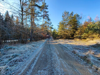 A dirt road in the middle of a wooded area covered in frost