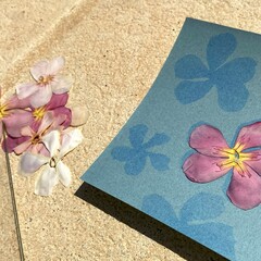 Cyanotype / blueprint process