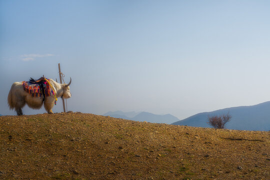 View of a white yak standing majestically on a hill under a clear sky, Lijiang, China.