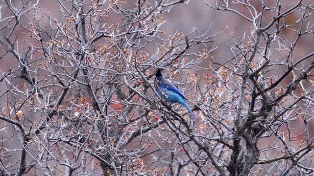 Stellar Jay jumping through the oak brush in Provo Canyon in slow motion.