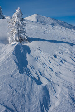 View of a snow-laden tree casting long shadows across a windswept, snow-covered landscape under a clear blue sky, in Babky, Western Tatras, Jamnik, Zilinsky kraj, Slovakia.
