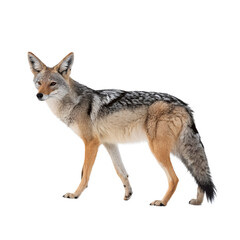 Coyote Standing in Profile on Black Background