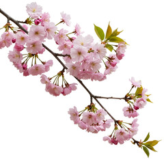 Obraz premium cherry tree blossom pp[PNG] photo.