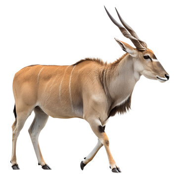 Eland antelope walking on a black background.