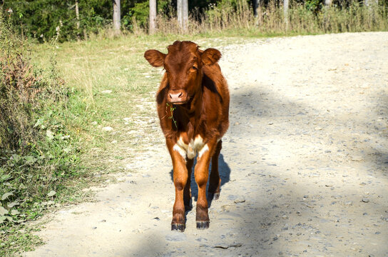 Cute brown calf with a white patch on its chest stands on a gravel road in bright sunlight, looking directly at the camera. Tall grass and trees frame the background