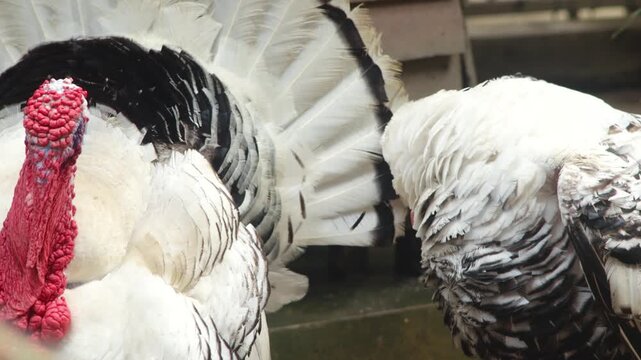 Close Up of Domestic Turkey Walking Near Wooden Coop on Farmyard