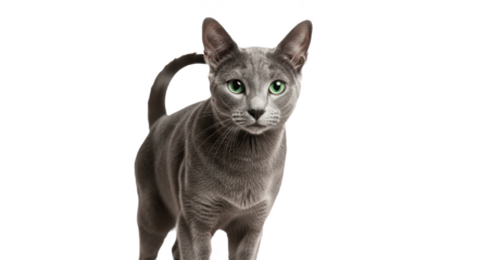Elegant Russian Blue cat with silver-grey fur and green eyes isolated on transparent PNG background