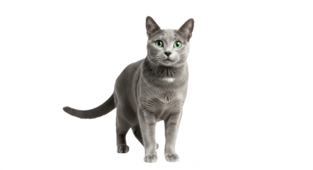 Elegant Russian Blue cat with silver-grey fur and green eyes isolated on transparent PNG background