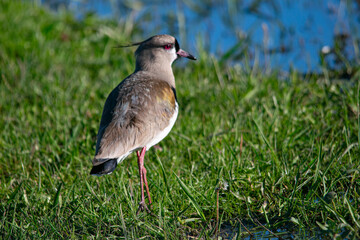 Southern lapwing in Mar Chiquita lagoon
