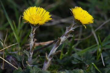 żółty wiosenny podbiał © Pawel Zabczyk