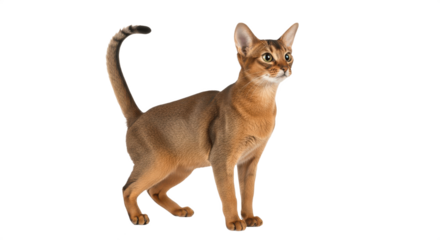Elegant Abyssinian cat standing and looking curious isolated on transparent PNG background