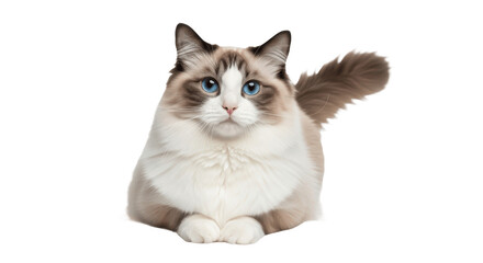 Beautiful Ragdoll cat with blue eyes lying down isolated on transparent PNG background