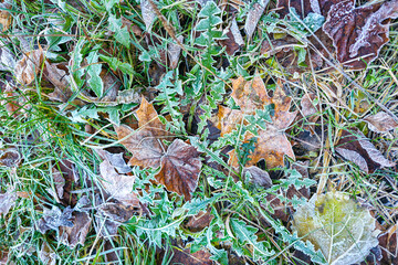 Frost-covered autumn leaves and grass creating a colorful textured pattern on a cold early winter morning