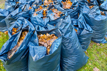 Bags filled with collected autumn leaves during seasonal garden cleanup on a grassy lawn