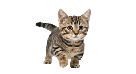 Obraz premium Cute Munchkin Tabby Kitten Walking – Isolated on Transparent PNG Background