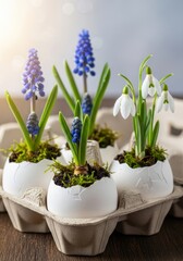 Spring snowdrops and blue muscari flowers in eggshells in paper carton tray. Easter decoration concept, zero waste gardening, creative DIY project, eco-friendly home decor, seasonal greeting card 