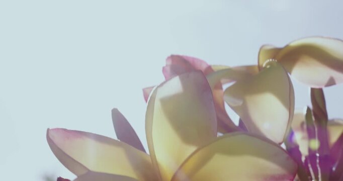 Fleur de frangipanier