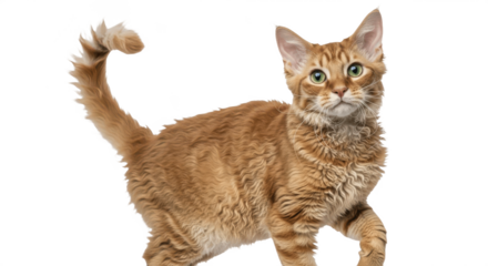 Ginger Tabby Cat with White Chest  Isolated on Transparent PNG Background