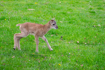 Wild mouflon sheep, one baby cute beast grazing on pasture in daylight during summer season, green meadow, wild animals