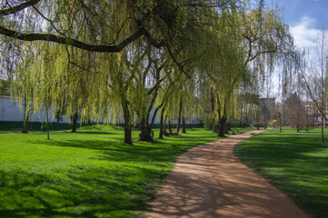 Public park in early spring, nature beginning turn to green in bright sunlight, willow trees and dirty path
