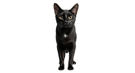 Obraz premium Bombay Cat Isolated on Transparent PNG Background
