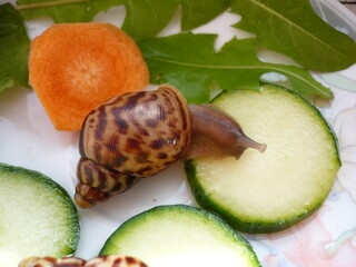 snail on a leaf