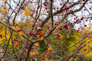 beautiful landscape of autumn forest with rosehip tree and red rose hips and bright yellow leaves, cloudy weather