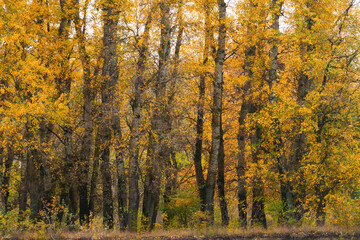 beautiful landscape of autumn forest with bright yellow leaves on trees, cloudy weather