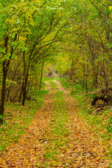 beautiful landscape of country road in autumn forest with bright yellow leaves on trees, cloudy weather