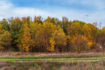 beautiful landscape of country road in autumn forest with bright yellow leaves on trees, cloudy weather