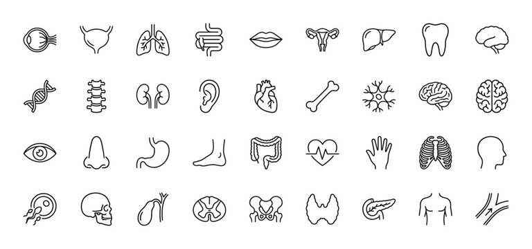 Anatomy and human organs line icon set. Vector pictograms of lungs, brain, heart, bones, kidney, and digestive system, thin linear illustration.