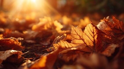 Golden autumn leaves basking in the warm sunlight glow beautifully