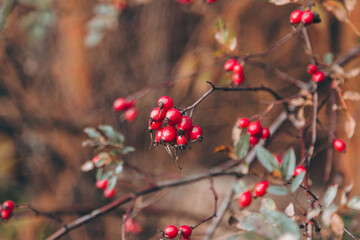 Close-up of vibrant red wild berries Rosa canina on autumn branch with warm soft bokeh. Detailed seasonal nature background perfect for fall themes, natural products, ecology and countryside visuals.