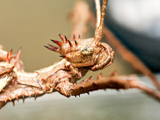 Phasme Heteropteryx dilatata – macro du phasme géant malais, détail des épines, cuticule verte et morphologie naturaliste