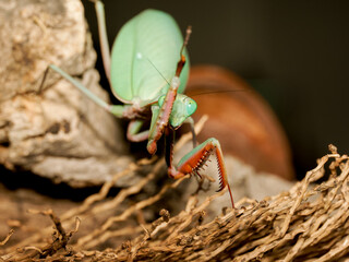 Mante Hierodula majuscula – vue macro de la mante australienne verte et rouge, raptoria dressées, portrait naturaliste